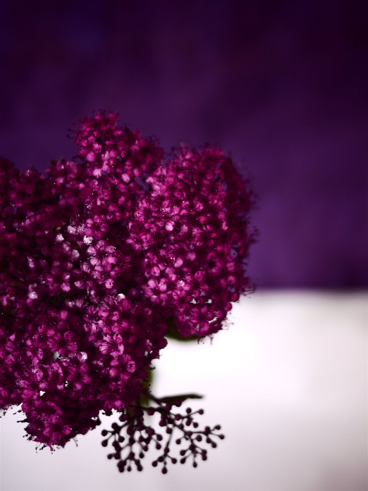 Myriam Balaÿ @myriambalay - Purple - The Green Gallery n°4 - Plants - Trendstory