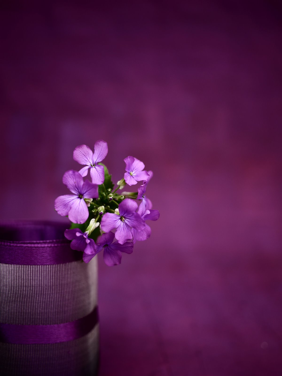 Myriam Balaÿ @myriambalay - Purple - The Green Gallery n°4 - Plants - Trendstory