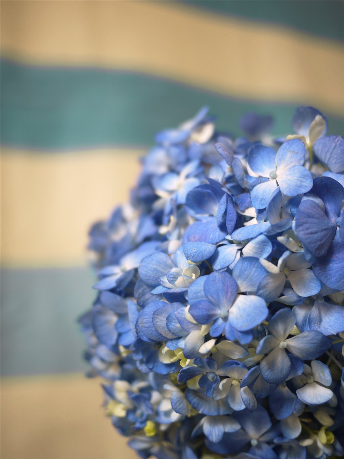 Myriam Balaÿ @myriambalay - Cerulean Hydrangea - The Green-gallery n°15 - Serenade in blue - cahier de Tendance - Trendstory