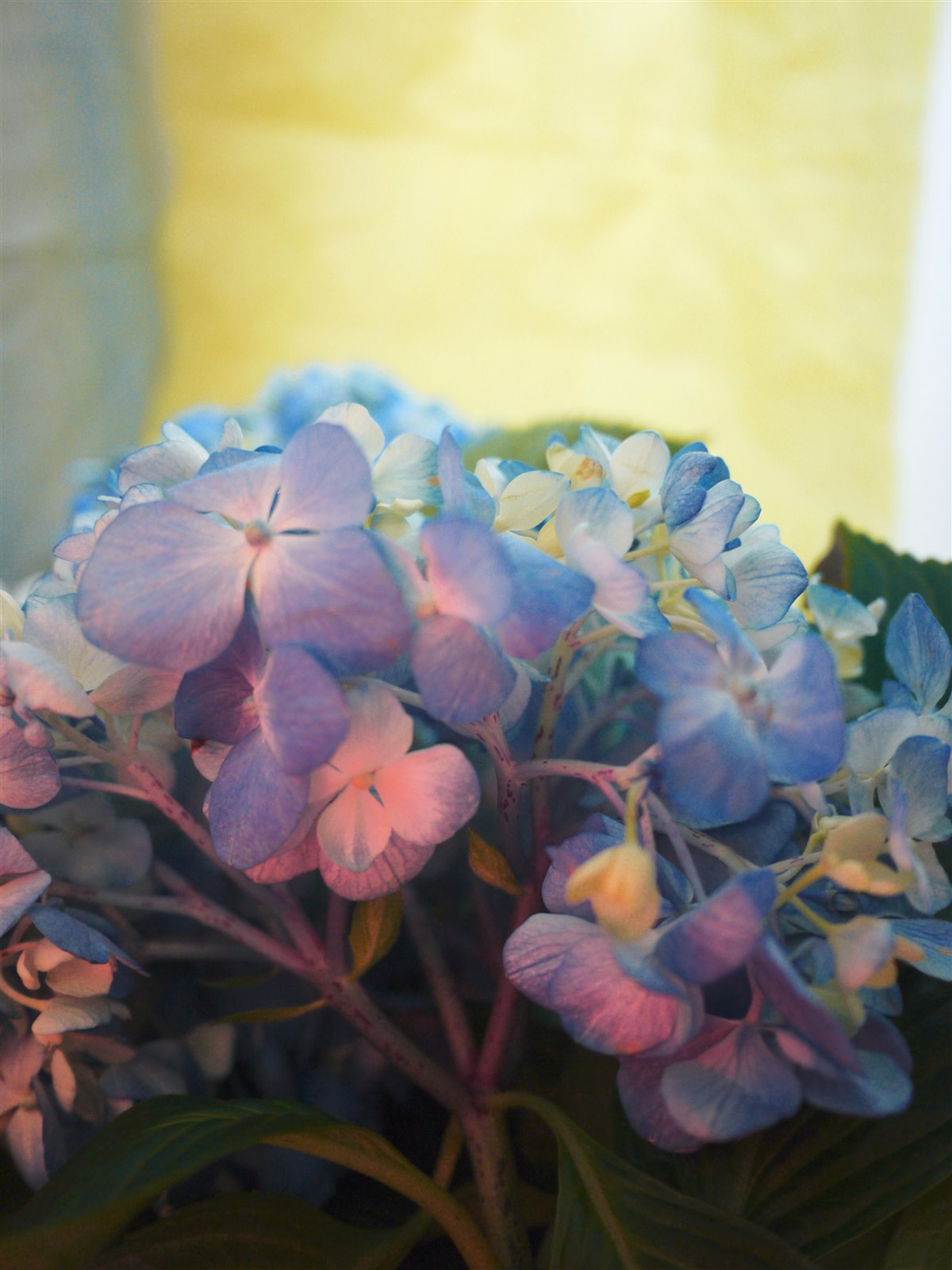 Myriam Balaÿ @myriambalay - Cerulean Hydrangea - The Green-gallery n°15 - Serenade in blue - cahier de Tendance - Trendstory