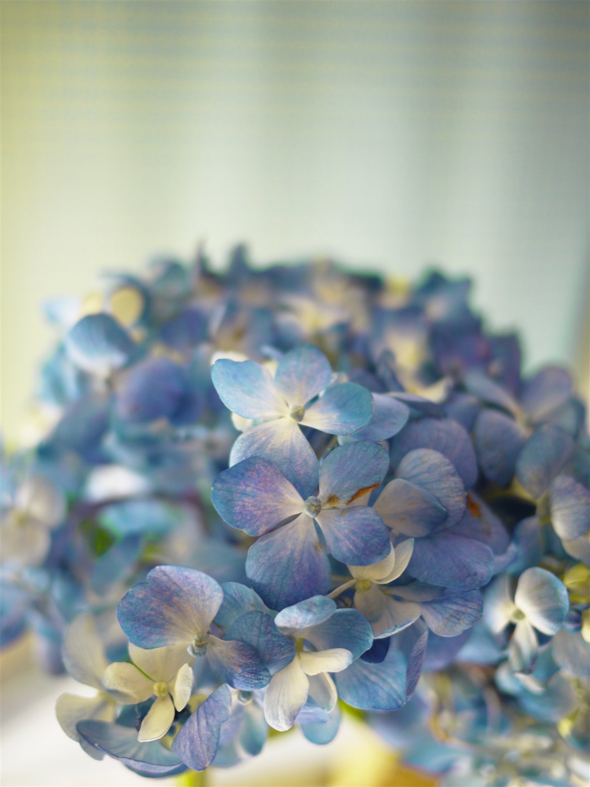 Myriam Balaÿ @myriambalay - Cerulean Hydrangea - The Green-gallery n°15 - Serenade in blue - cahier de Tendance - Trendstory