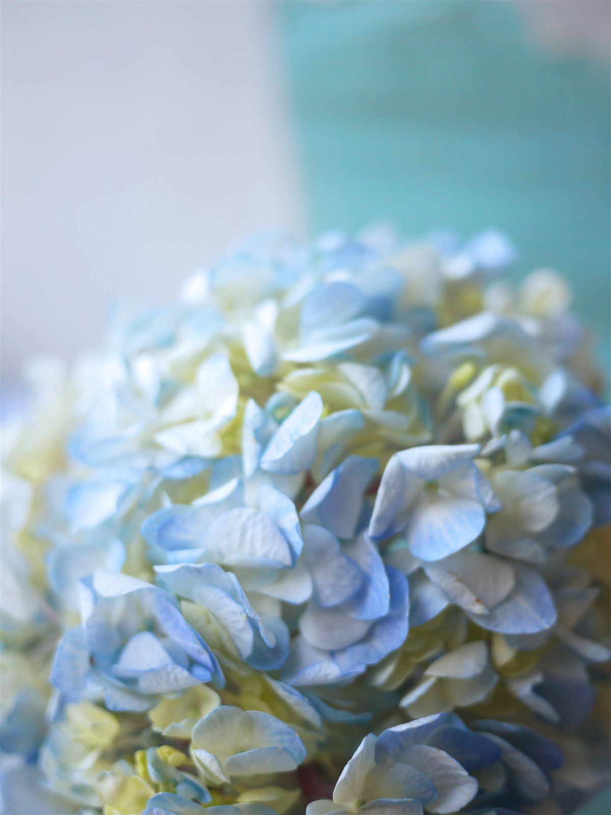 Myriam Balaÿ @myriambalay - Cerulean Hydrangea - The Green-gallery n°15 - Serenade in blue - cahier de Tendance - Trendstory