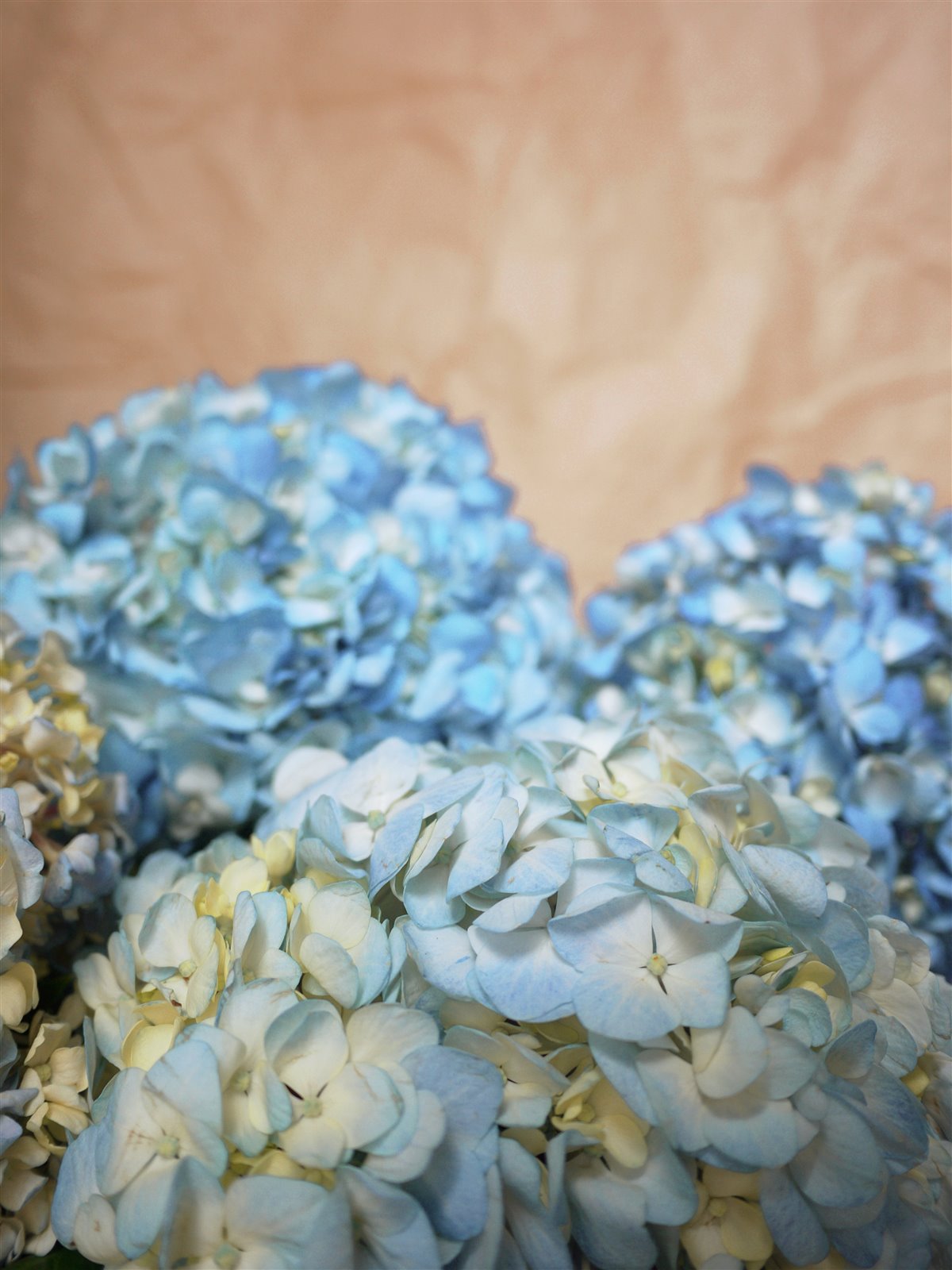 Myriam Balaÿ @myriambalay - Cerulean Hydrangea - The Green-gallery n°15 - Serenade in blue - cahier de Tendance - Trendstory