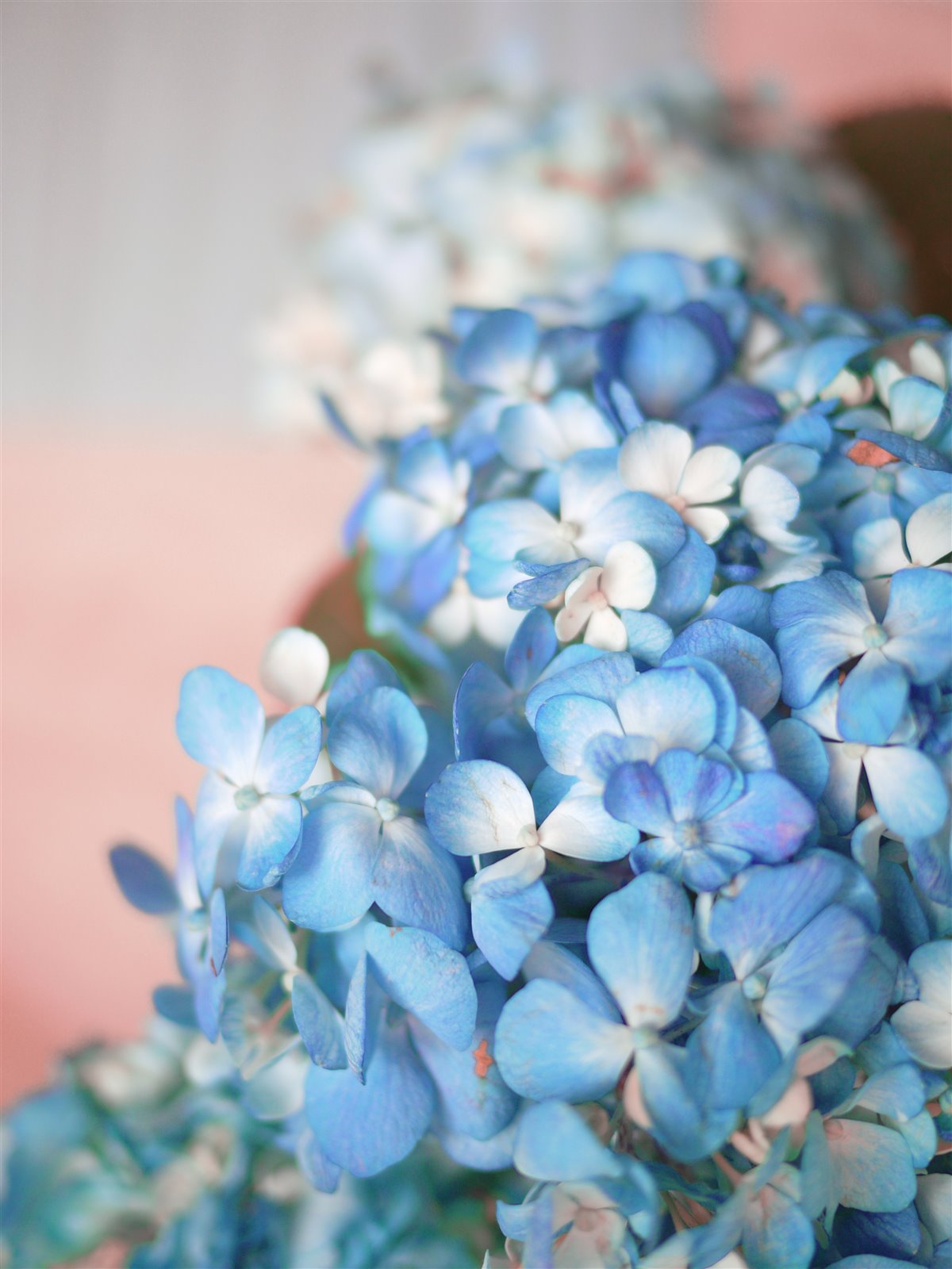 Myriam Balaÿ @myriambalay - Cerulean Hydrangea - The Green-gallery n°15 - Serenade in blue - cahier de Tendance - Trendstory