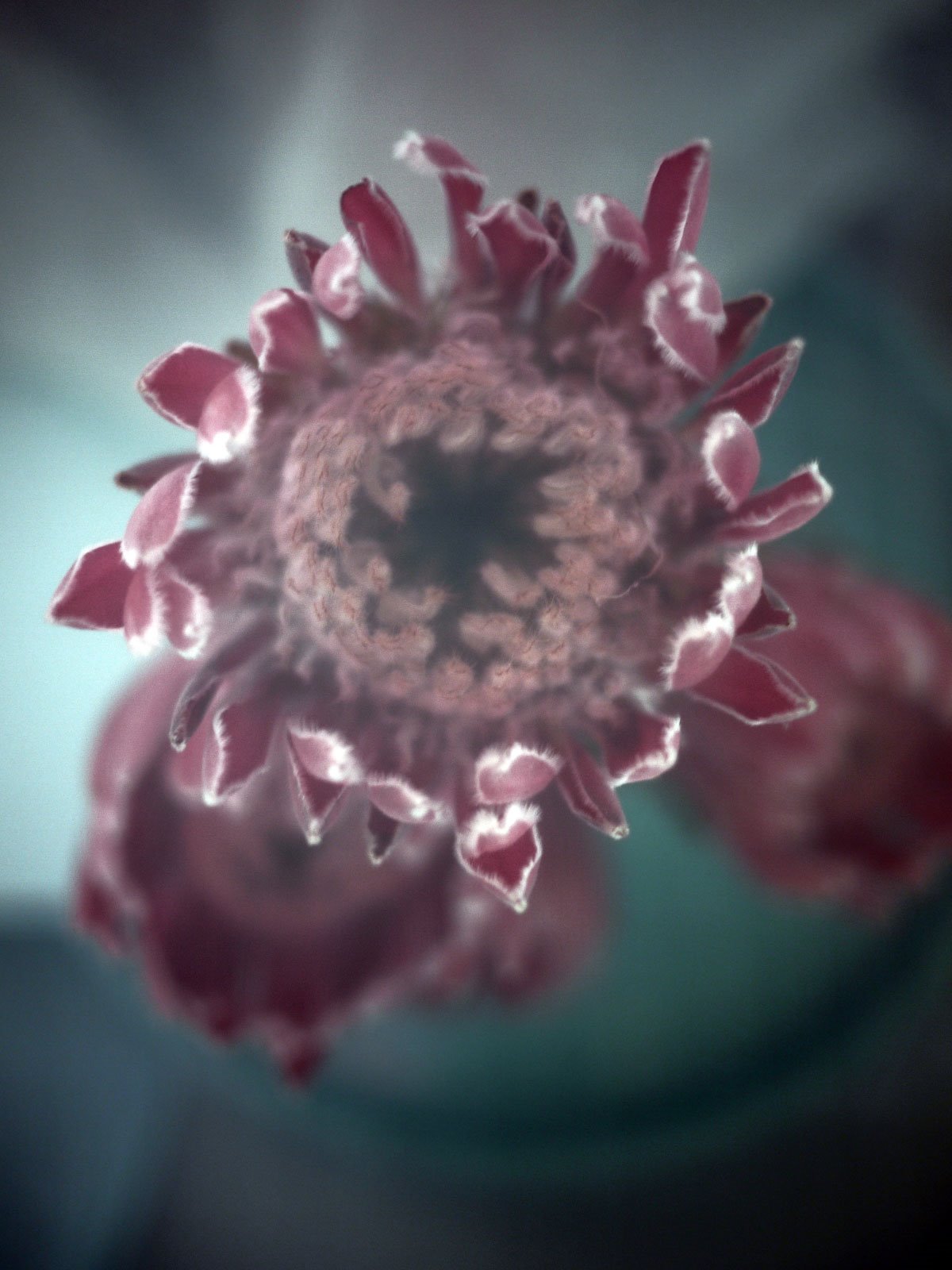 Myriam Balaÿ @myriambalay - Protea - The Green Gallery n°11 - Mash-up - Trendstory