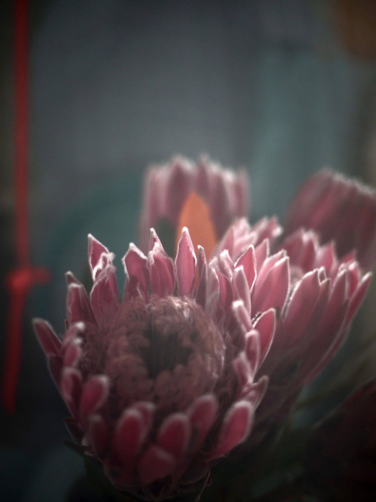 Myriam Balaÿ @myriambalay - Protea - The Green Gallery n°11 - Mash-up - Trendstory