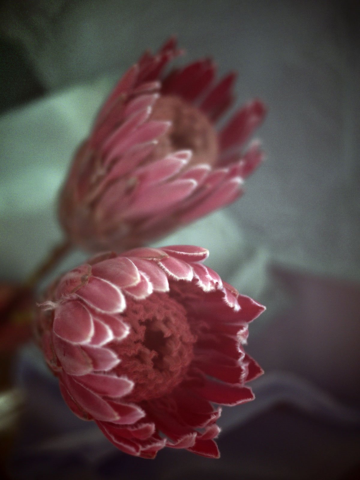 Myriam Balaÿ @myriambalay - Protea - The Green Gallery n°11 - Mash-up - Trendstory