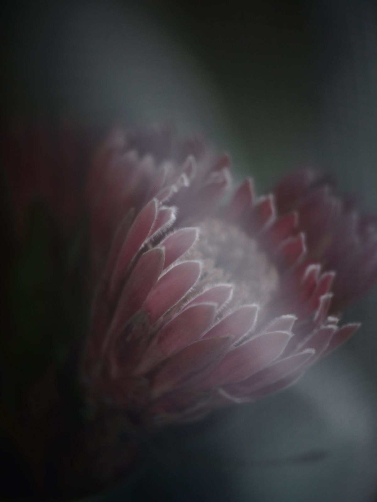 Myriam Balaÿ @myriambalay - Protea - The Green Gallery n°11 - Mash-up - Trendstory