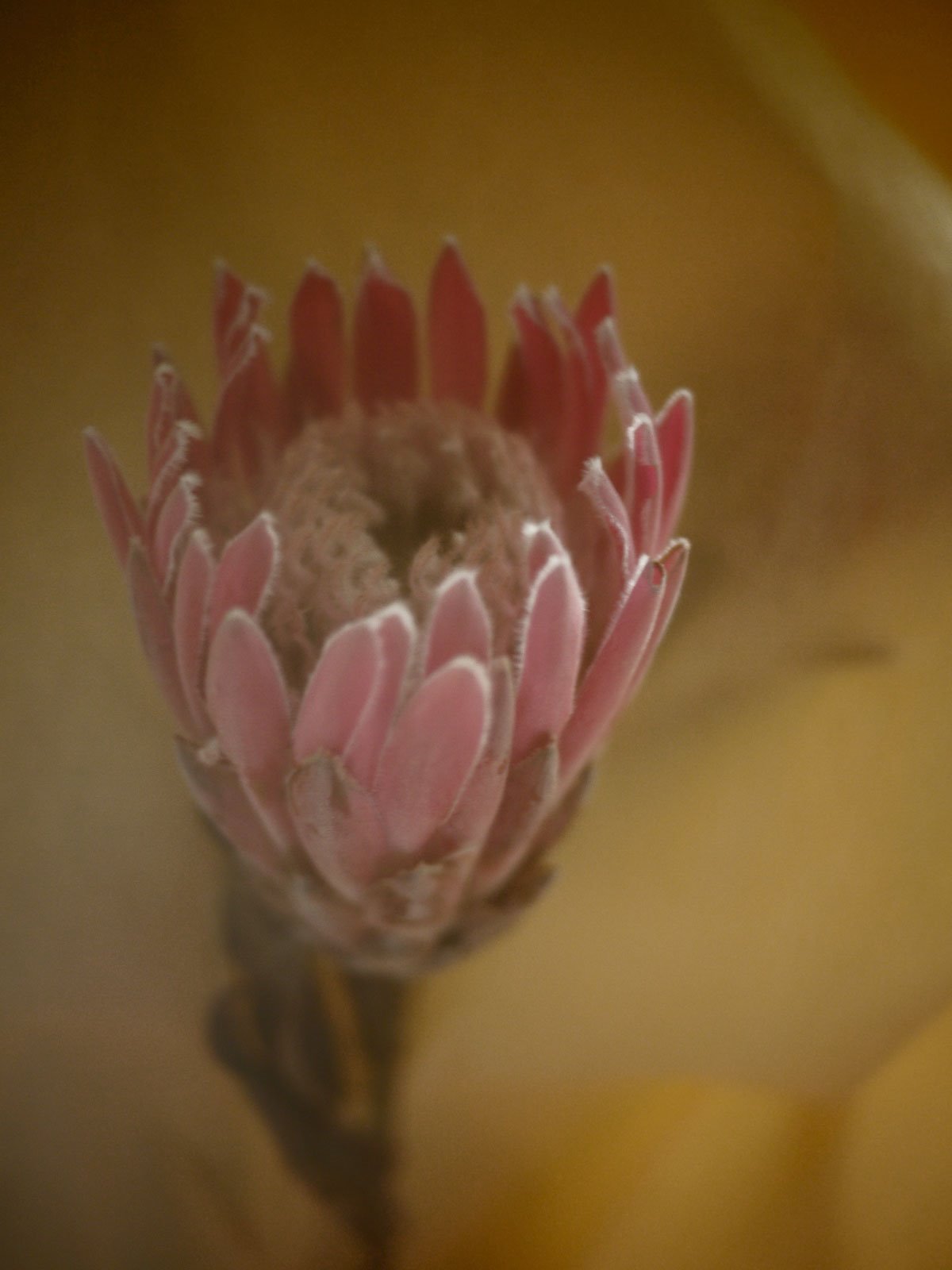 Myriam Balaÿ @myriambalay - Protea - The Green Gallery n°11 - Mash-up - Trendstory